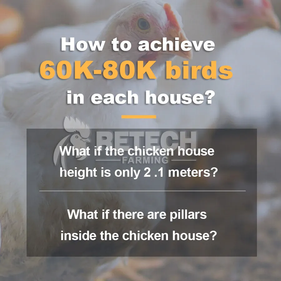 Automatic Chain-Type Harvesting Broiler Cage in the Philippines