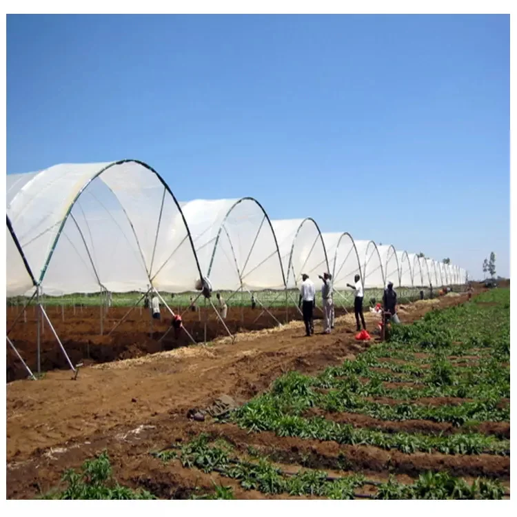 Plastic film Outdoor Growing Tent Greenhouses Garden Yard for Outdoor Berry Planting Rain Shelter Greenhouse