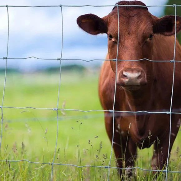 Hot Sale sheep and goat fence hinge joint fencing high tensile Grassland fence wire