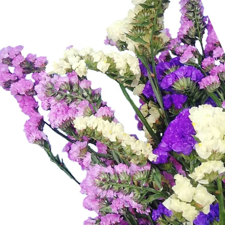 Wholesale Hot Selling Preserved Fresh Flowers Forget-me-not for Decoration