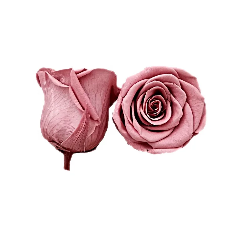 New Arrival Preserved Flower 5-6cm Preserved Rose Head For Decoration Or Gift