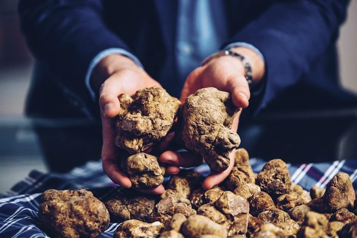 Italian Fresh White Truffles 100% Natural Italy Origin Fresh White Truffles