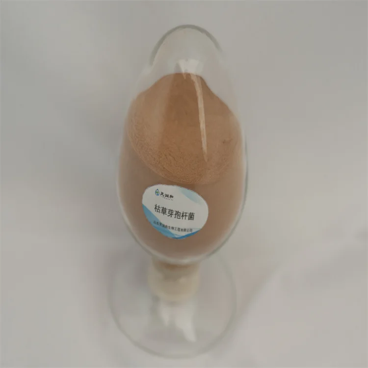 Saccharomyces Cerevisiae Yeast