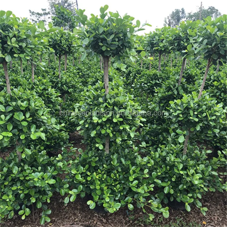 
 Все формы фикус бонсай живой фикус микрокарпа открытый большой деревья фикус деревья Ландшафтные растения  