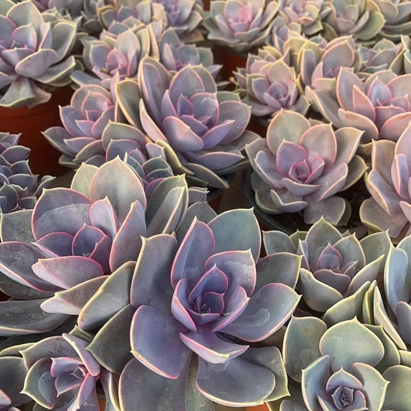 Лидер продаж горячая распродажа суккулентное растение Echeveria Pearl von Nurnbergfor продажа магазинов украшение для