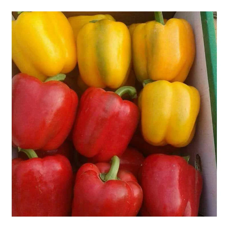 
Bulk Fresh Capsicum Color Green Yellow Red Bell Sweet Chilli Pepper 