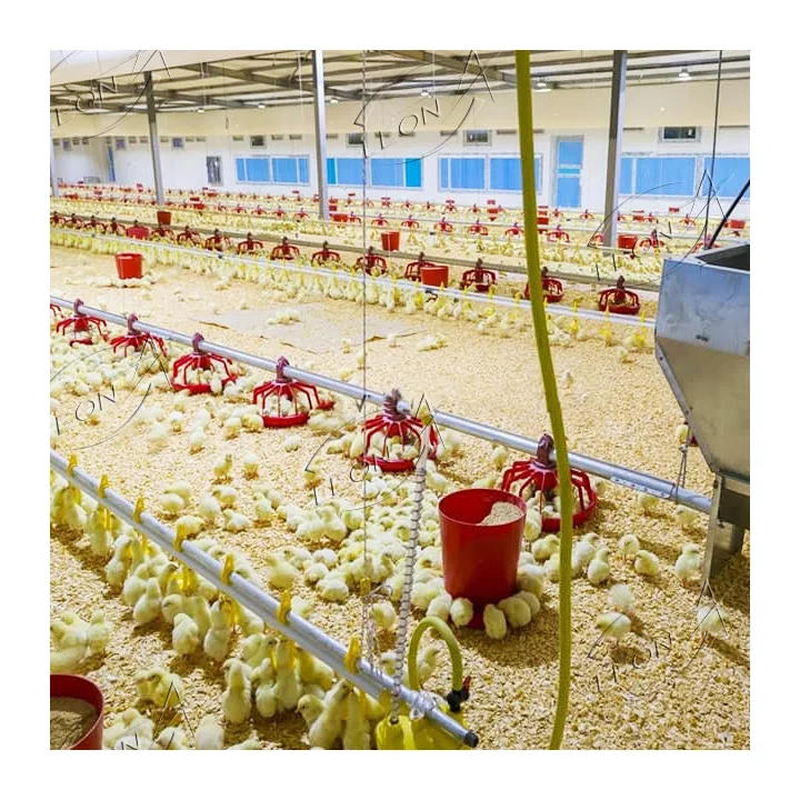 Low Price Modern Design Mini Chicken Farm Paultry Equipment for 45 Days Chicken