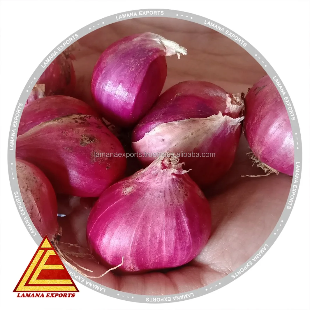 Новый Урожай из шалота для экспорта, Малайзия, Сингапур