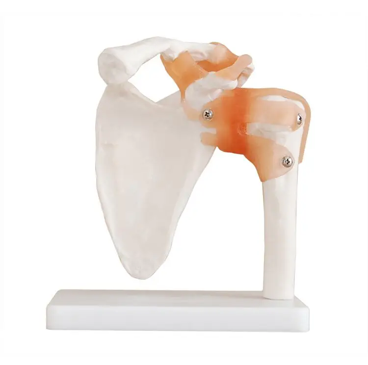 
human structure orthopedic teaching die medicine props shoulder blade skeleton with ligament clavicle Shoulder joint model 
