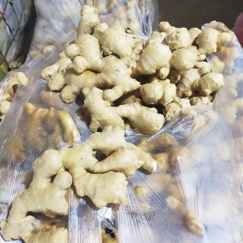 2023 new crops Fresh Dry jengibre Buy Dried Ginger Buyers For Wholesale China Ginger For Sale Cheap Price