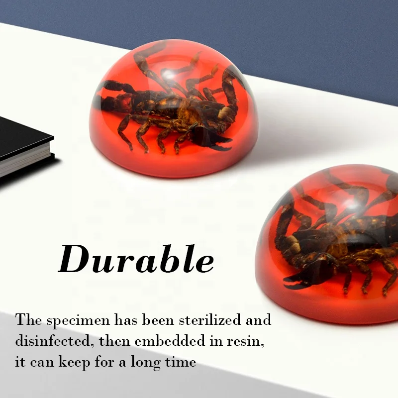 natural real black scorpion red base clear resin dome ornaments custom optional insect animals epoxy resin crafts sculpture arts