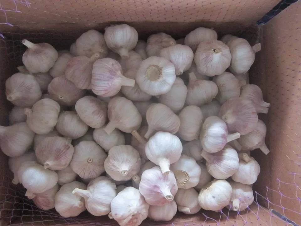 
garlic price 2021 