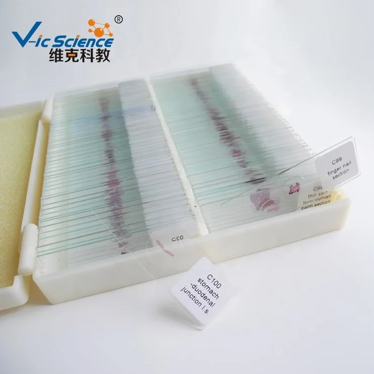 
Human Tissue Slides Human Histology Slides Glass Slides 