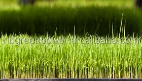 eco-friendly rice seeding tray