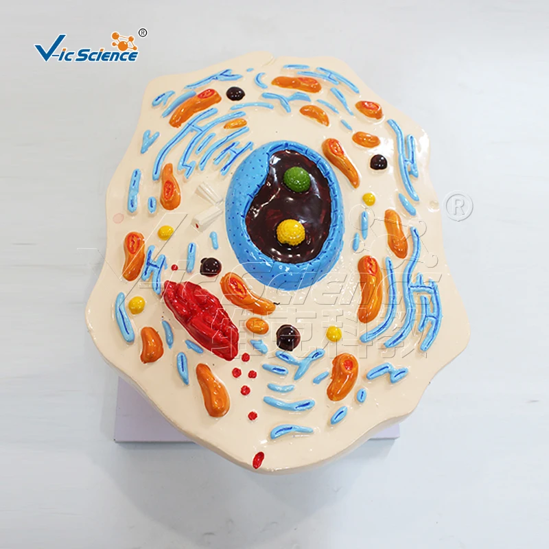 Cell submicrostructure model biology teaching model anatomical model laboratory and school equipment