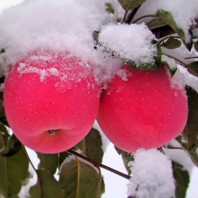Китайский новый урожай 70 # Fuji Apple
