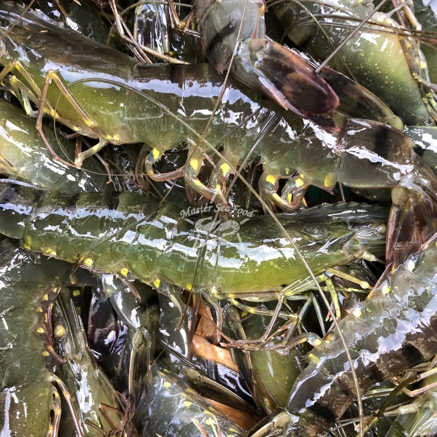 Black Tiger Shrimps Fresh Head On Shell On Net Weight Net Count Custom Packing Best Quality Size U-20 Master Seafood Product