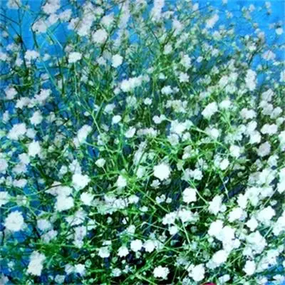
Popular cut flowers perennial herbs plants babys breath Gypsophila flower seed 