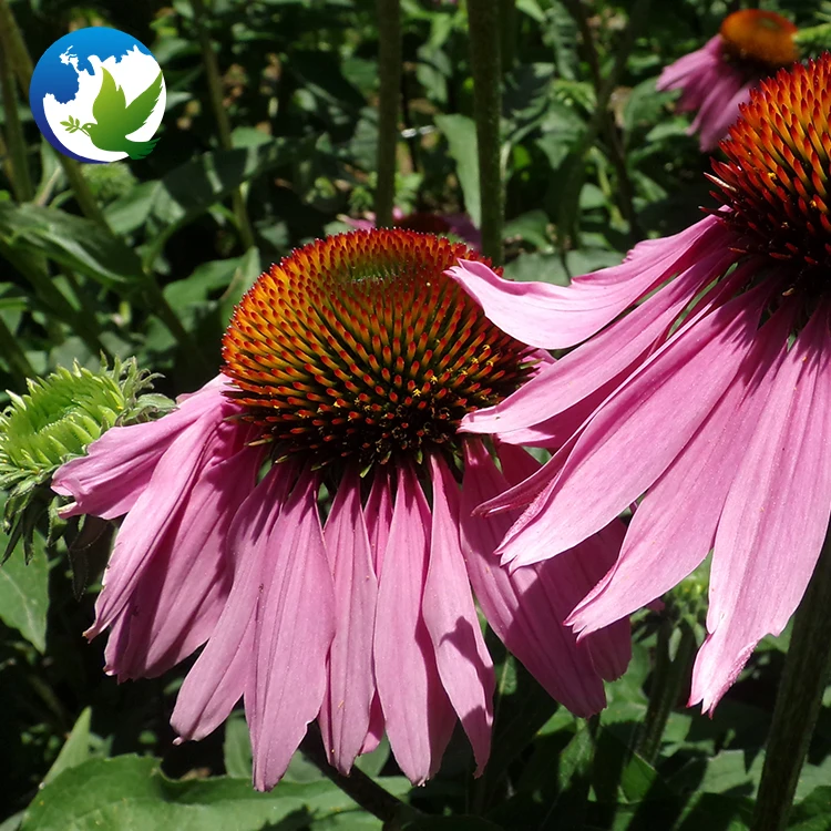 
Purple Echinacea Coneflower Ornamental Flower Seeds Echinacea Purpurea Flower Bulbs Plant Seeds 
