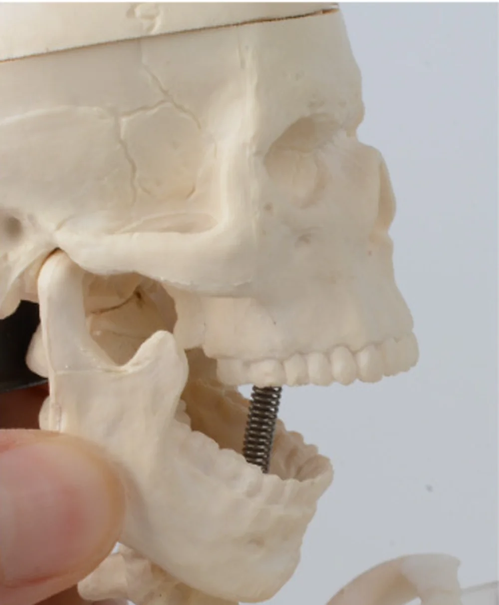 Life Size 180cm Human Skeleton with Muscles and Ligaments Human Skeleton Model Anatomy