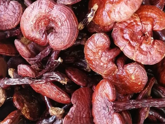 Лидер продаж, сырой цельный красный гриб reishi, гриб ganoderma lucidum reishi
