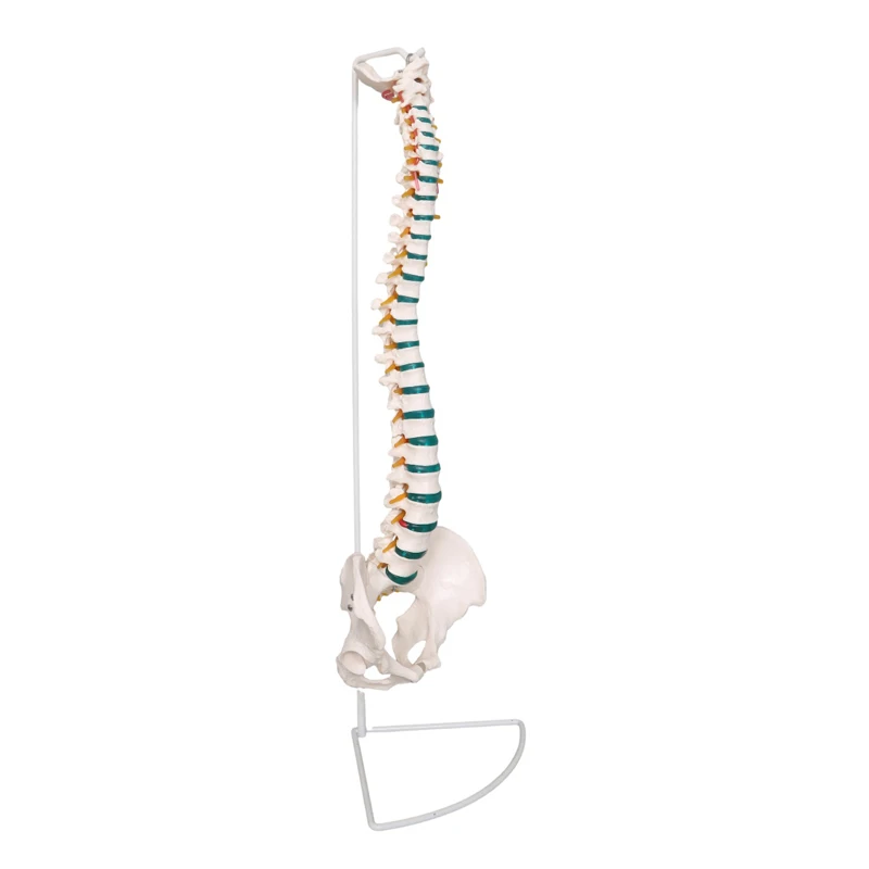 Production of PVC spine model vertebral column model/Medical science life size human spine anatomical model/medical spine model