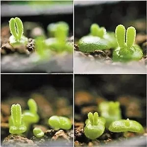 
Indoor perennial nature product Succulent plant MonilariaobconicaIhlenf.&Joergensbalcony 