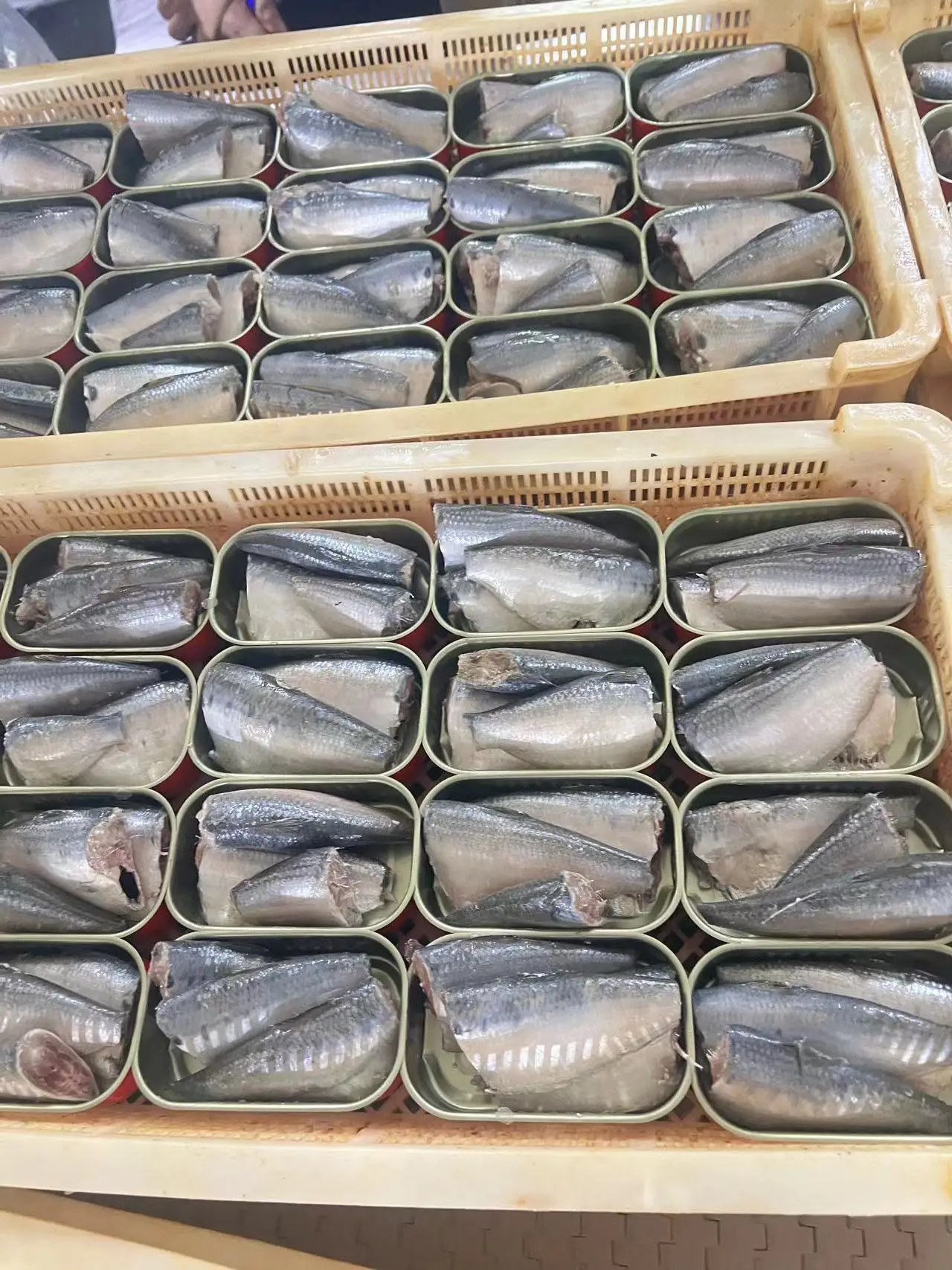 Canned Food Canned Fish Canned Sardine in Vegetable Oil 125G With Chili