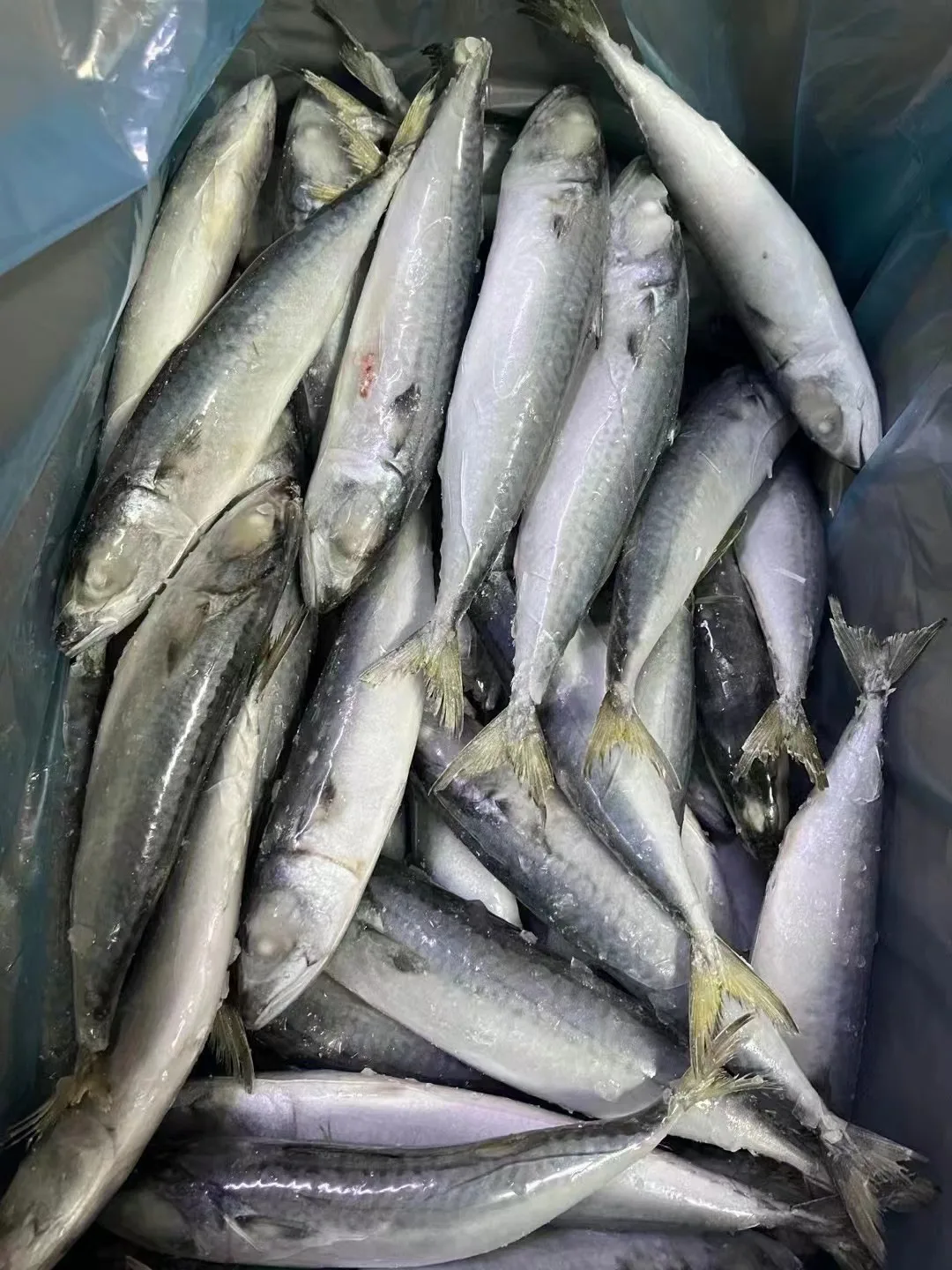 Top Urgent Want to Buy Frozen Pacific Mackerel with Competitive Price