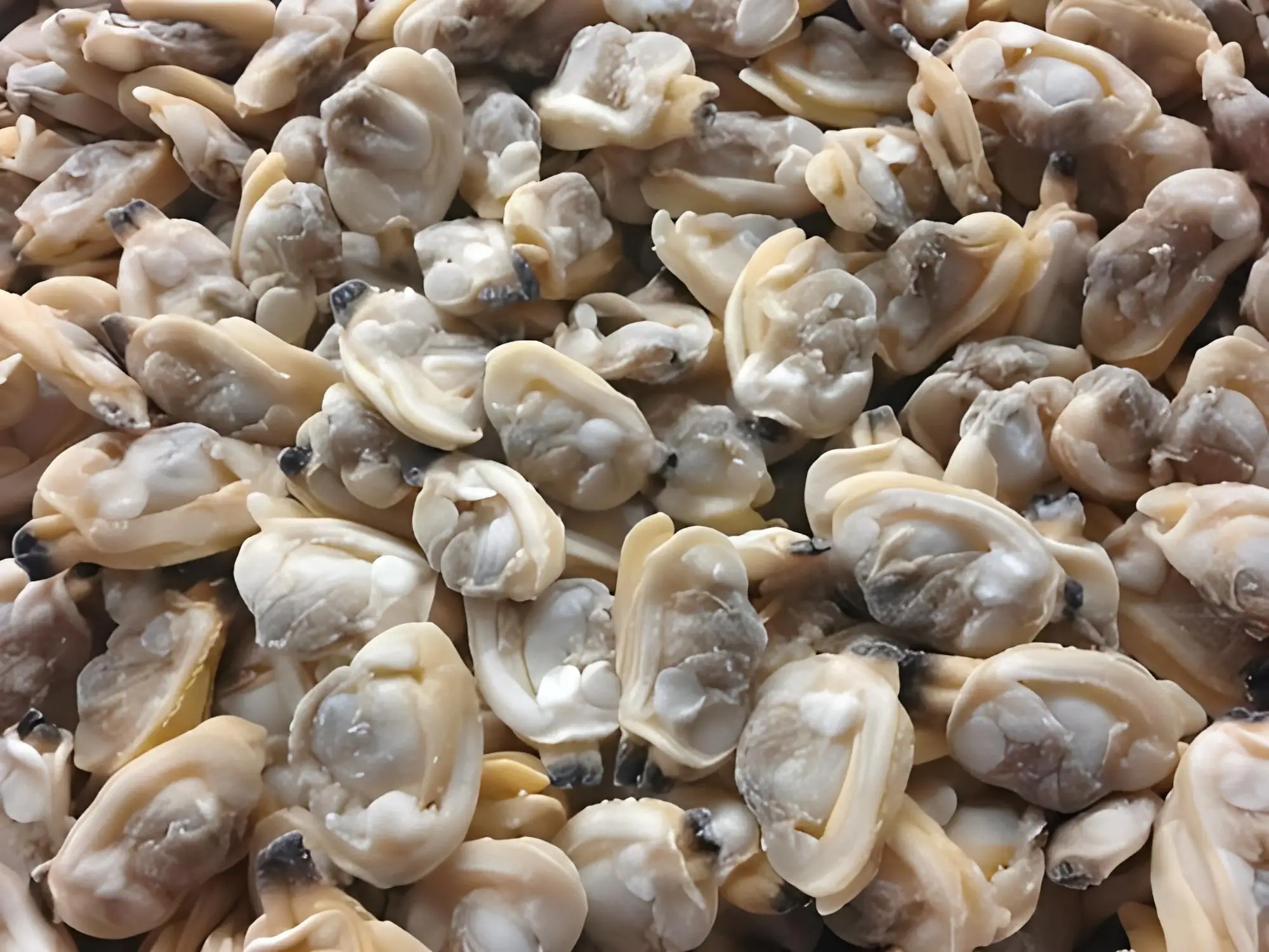 Frozen Clam Meat Short Necked Yellow IQF/BQF Seafood Fish Cooked Boiled Clean For Thailand Malaysia Vietnam Market