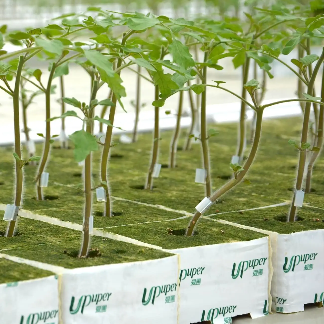 UPuper бесплатный образец ирригационная культура hydroponique система выращивания каменная вата ростовые блоки куб гидропоники