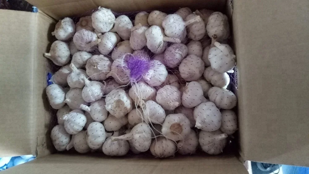 
fresh garlic 