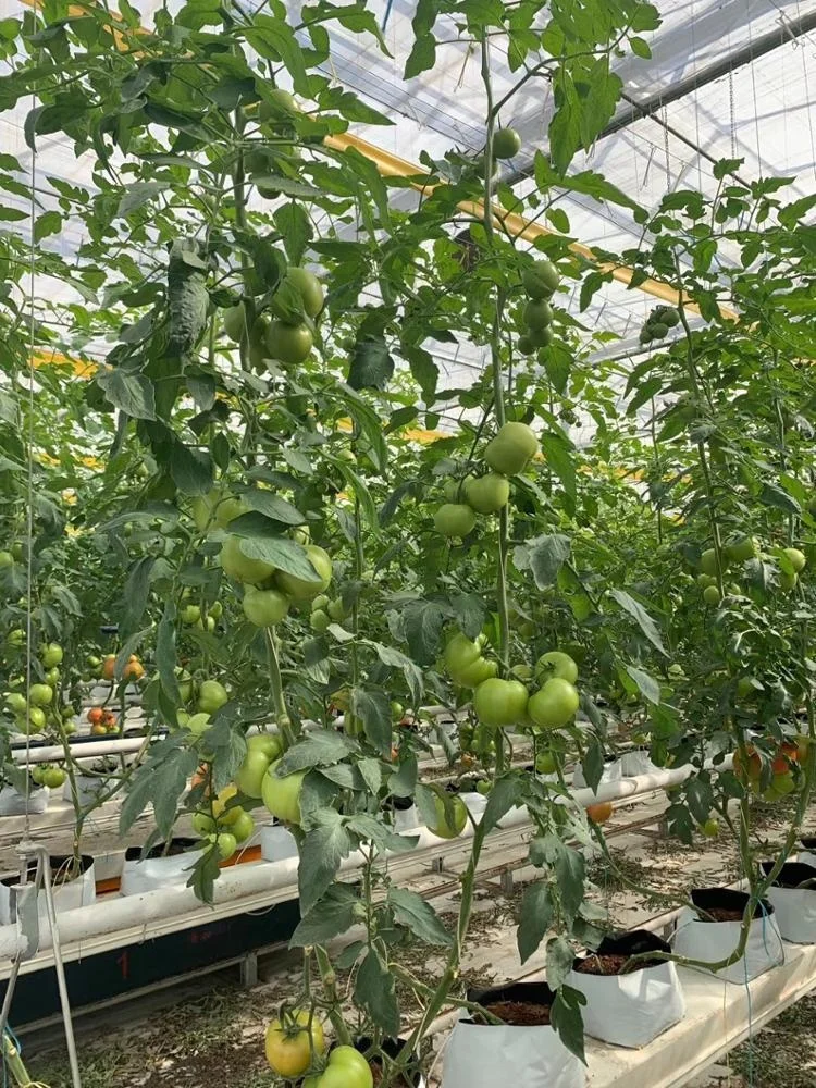 factory sell export directly Agriculture PP  Packing Baler Tomato Twine with natural white color