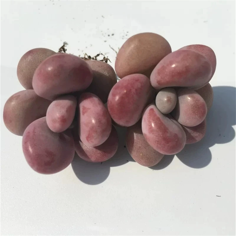 Indoor perennial nature product Succulent plant Pachyphytum spp.