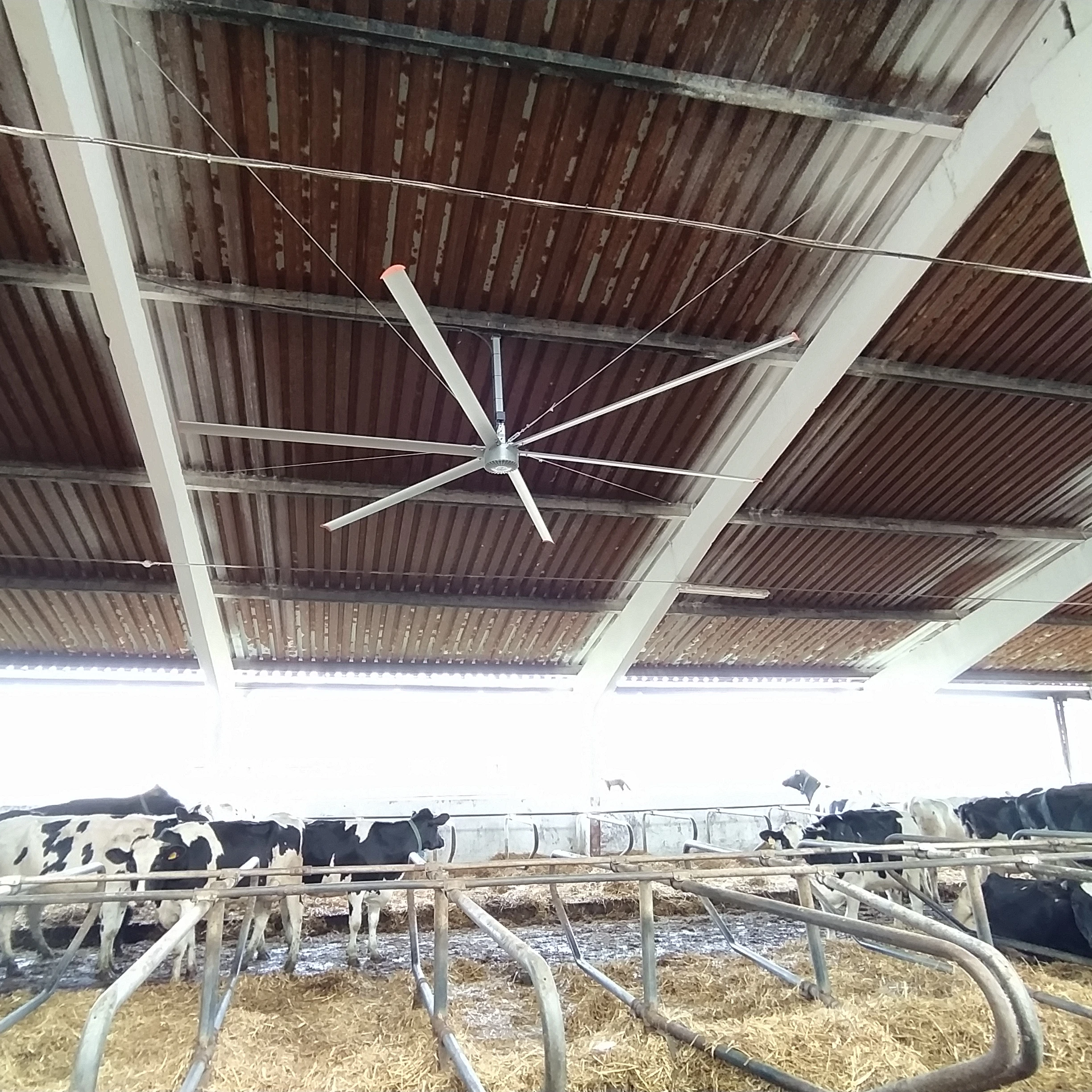 5m diameter Variable frequency big industrial ceiling fan for cow farm