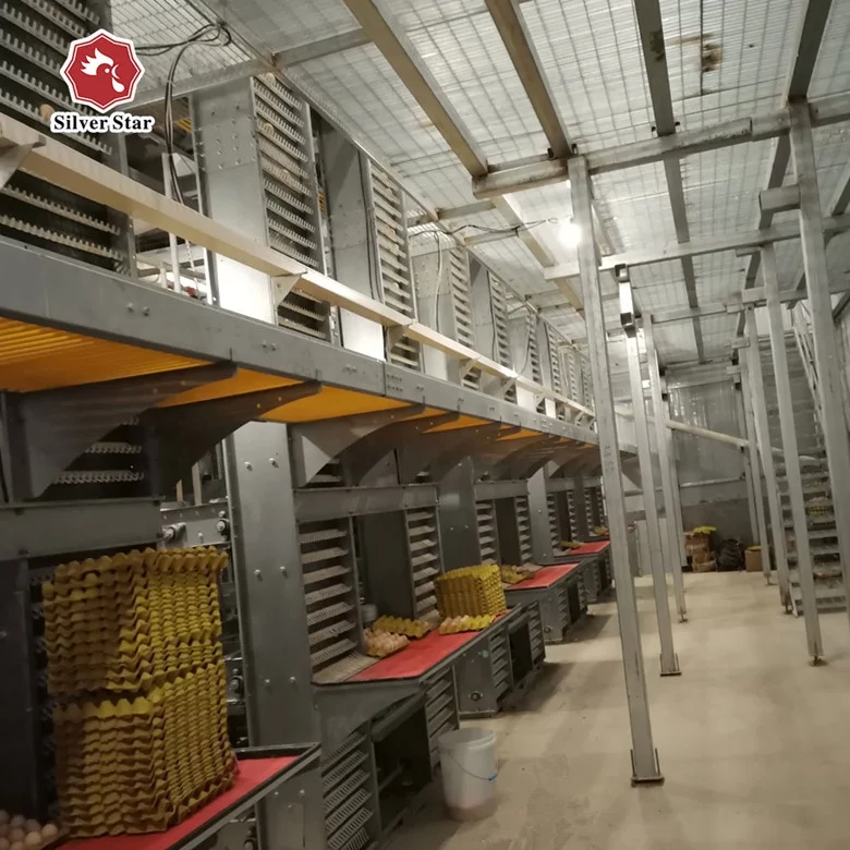 automatic belts manure removal/cleaning system chicken layer cage