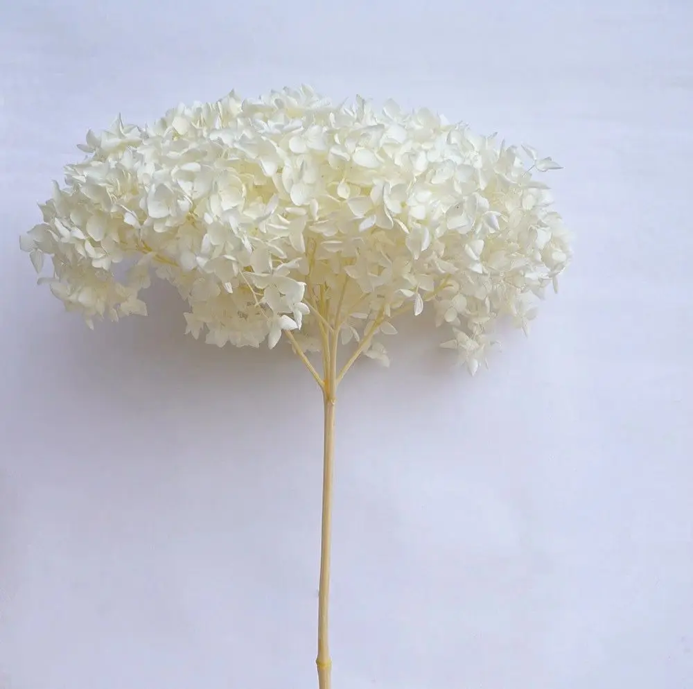 
Latest real natural flowers everlasting flower A grade best qualitydecorative colorflul preserved flowers for wedding 