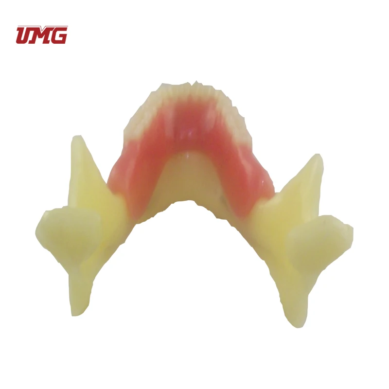 Resin Mandibular Detachable Jaw Bone Denture Model with Belt Nerve and Teeth
