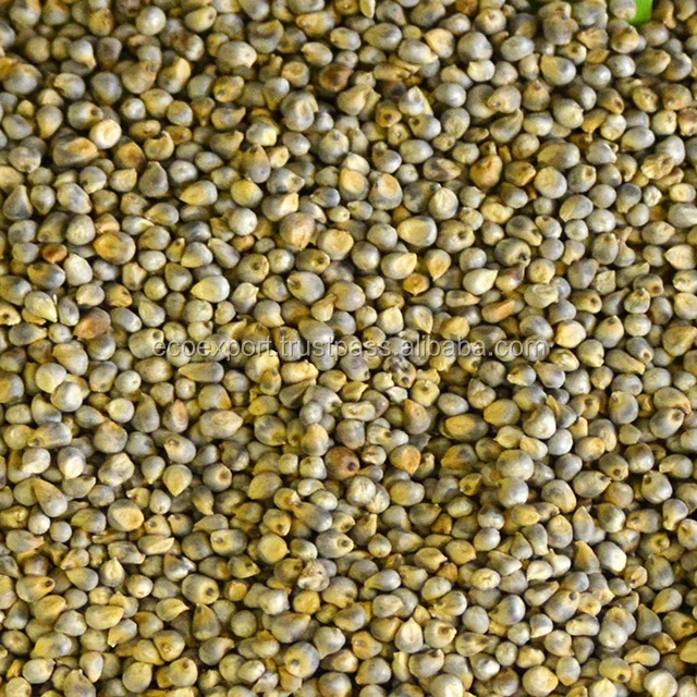 Green millet seeds Indian Origin