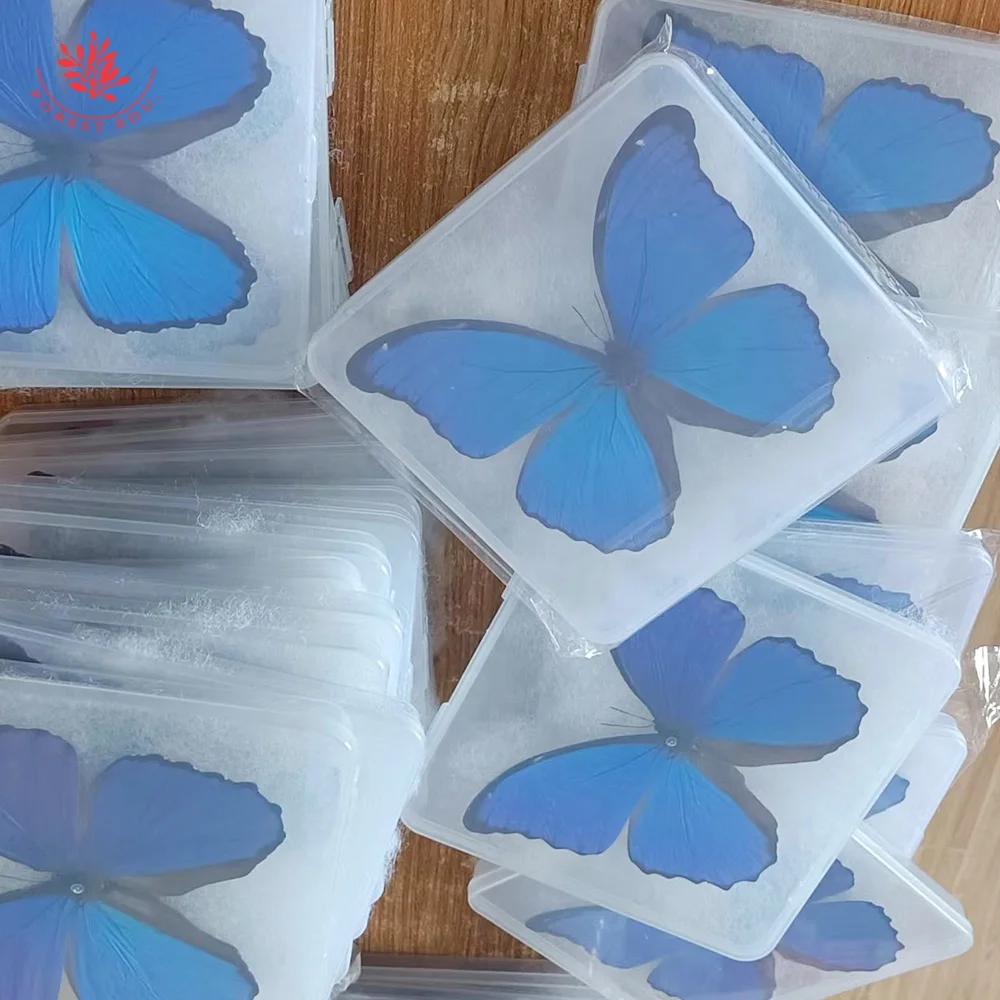 Butterfly Specimen Hot Sale Blue Flash Butterfly Real Insect Taxidermy Dried Butterfly Specimen Decorative Frame