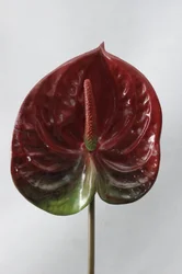 Hot sale Natural Artificial flowers Anthurium for wedding decoration