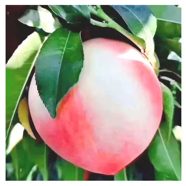 High Quality Security peaches price fruit Beijing no.7 sweet fresh peaches