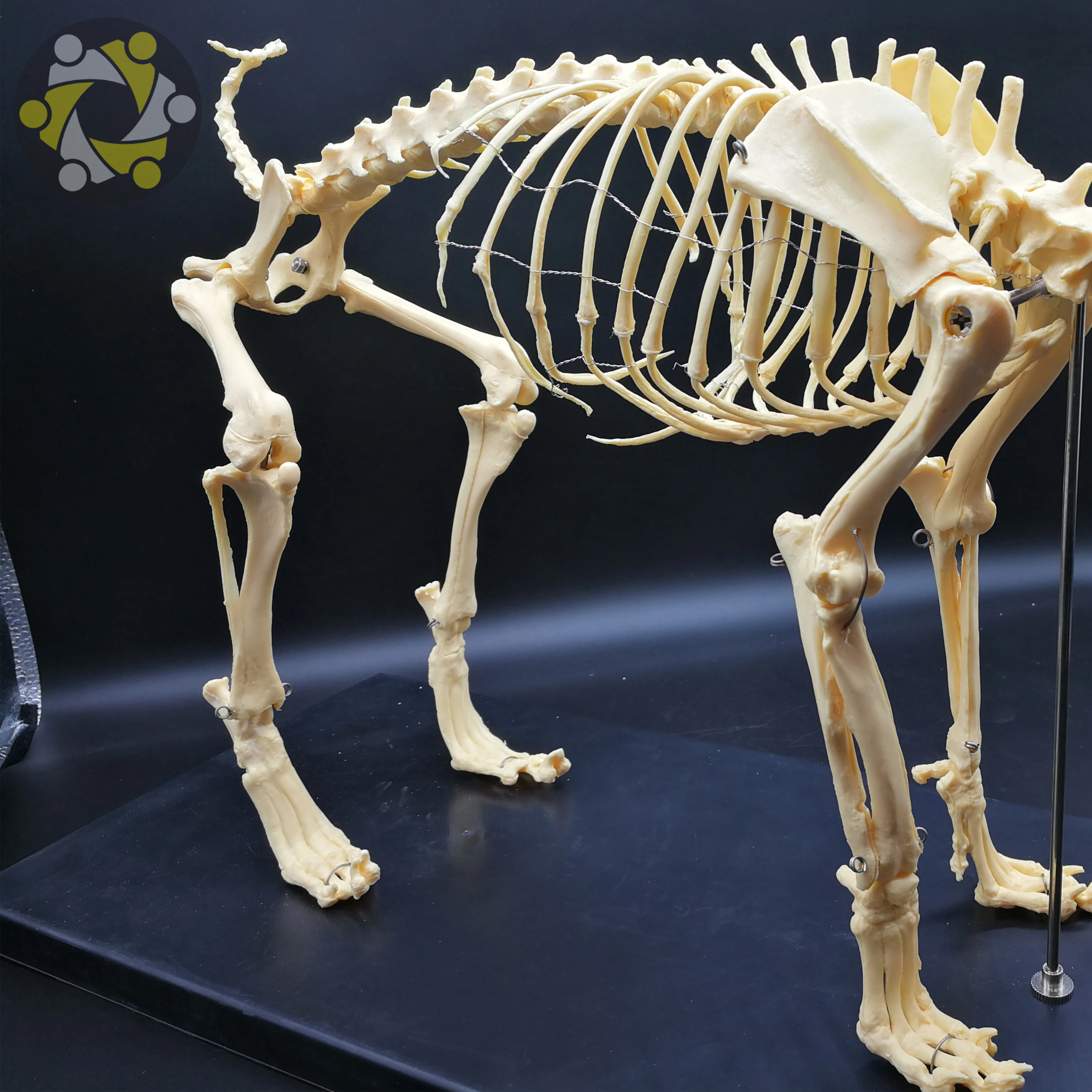 Medical Science Biology Teaching Animal Dog Canine Skeleton Model To  Studying