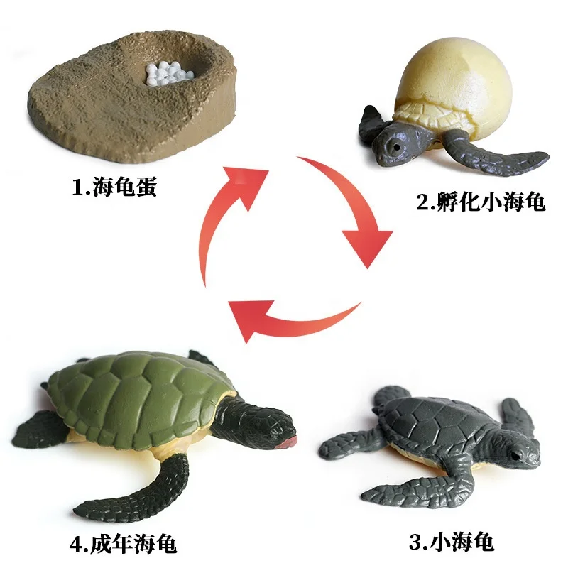 Kids Educational Toy Plastic Animal  Butterfly Ant Frog Turtle Life Hatch Insect Poultry Growth Cycle