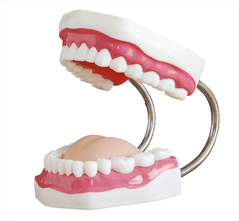 School Educational demonstration teeth and Dental Models (32 teeth)