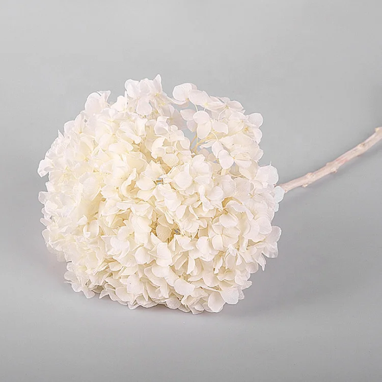 Factory wholesale big leave preserved hydrangea flower for wedding home decoration