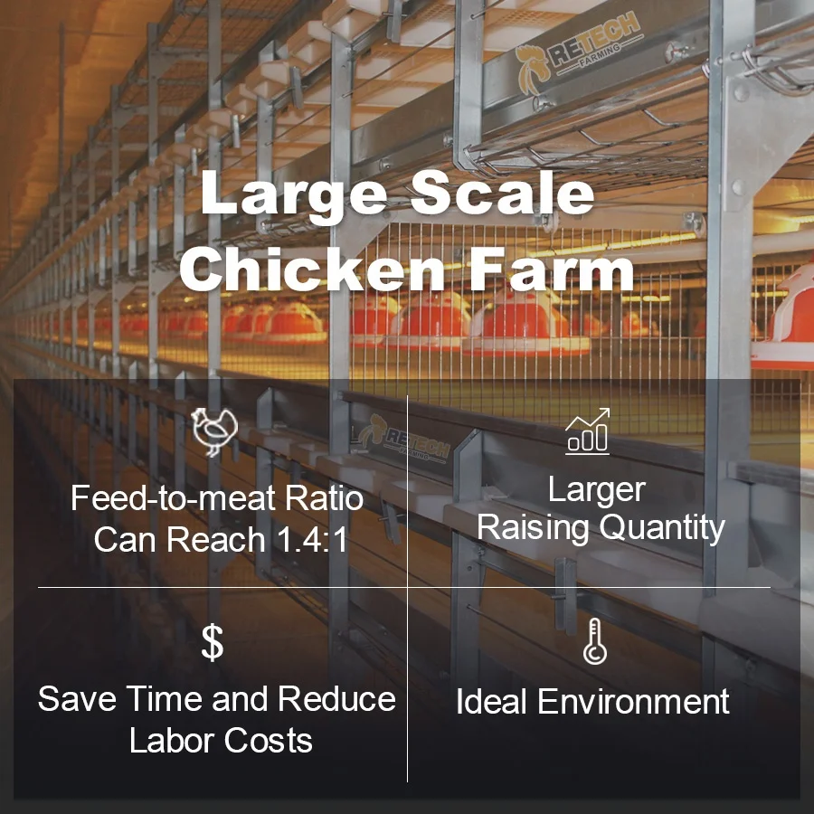 Automatic Poultry Farm Equipment Battery Cage for Broiler