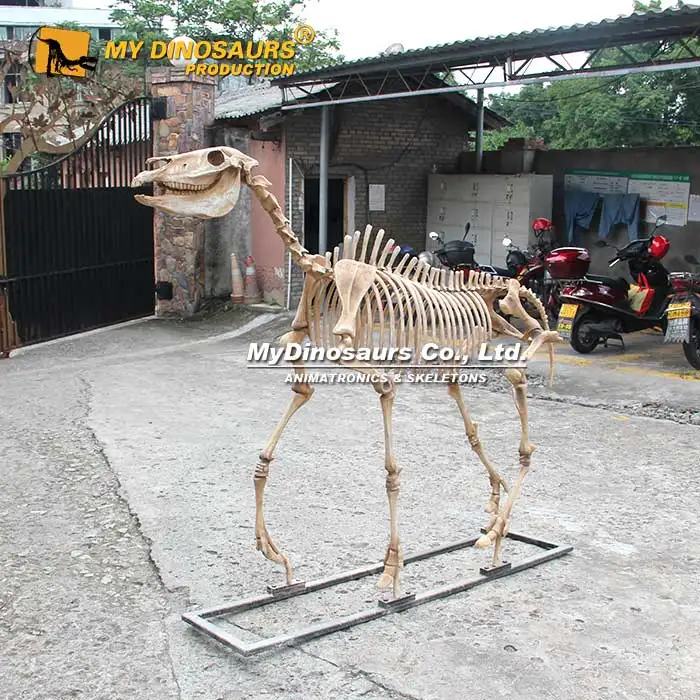 Z MY DINO AS-036 Museum Fossil Skeleton Smilodon Animal Skeleton