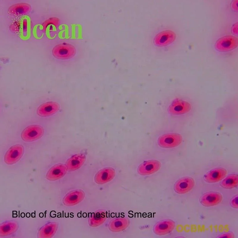 Blood of Galus domesticus Smear high quality microscope prepared slides