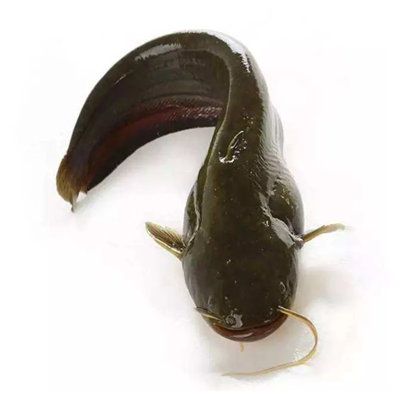 
Best Price Fish Catfish Big Size Exporters Whole Round Frozen Catfish For Buyers 
